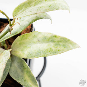 Hoya lacunosa 'Winter Pandora' (wk24-UD)
