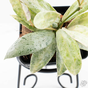 Hoya lacunosa 'Winter Pandora' (wk24-UD)