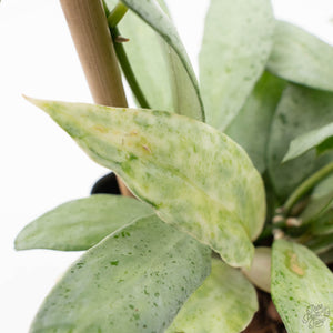 Hoya lacunosa 'Winter Pandora' (wk39-L170)