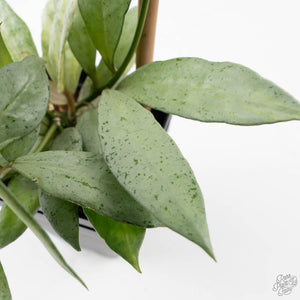 Hoya lacunosa 'Winter Pandora' (wk39-L170)