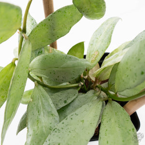Hoya lacunosa 'Winter Pandora' (wk39-L170)
