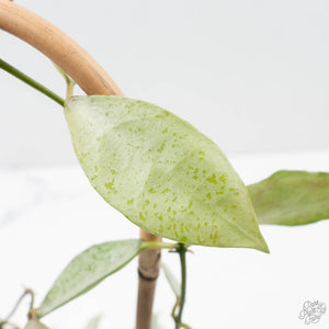 Hoya lacunosa 'Winter Pandora' (wk39-L170)