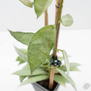Hoya lacunosa 'Winter Pandora' (wk39-L170)