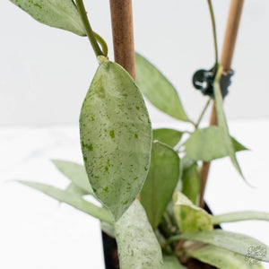 Hoya lacunosa 'Winter Pandora' (wk39-L170)