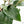Hoya latifolia 'Rimba Perak' (wk39-L312)