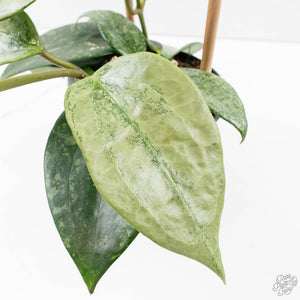 Hoya latifolia 'Rimba Perak' (wk39-L312)