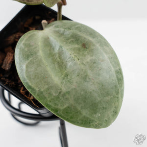Hoya Latifolia 'Silver' (wk42-L360)