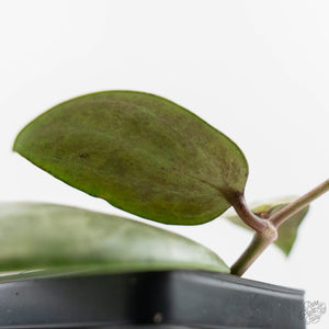 Hoya Latifolia 'Silver' (wk42-L360)