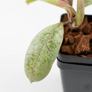 Hoya 'Lorelai' (wk42-L361)