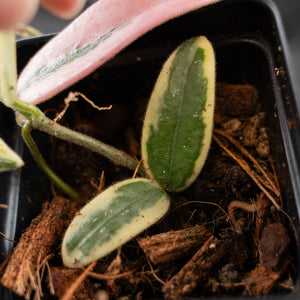 Hoya 'Lyi Prism' Pink Flower (wk42-L359)