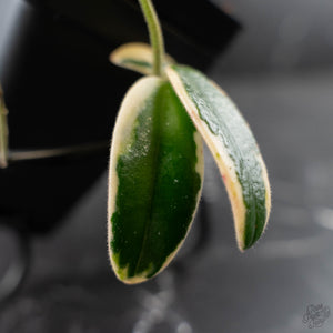 Hoya 'Lyi Prism' Pink Flower (wk42-L359)
