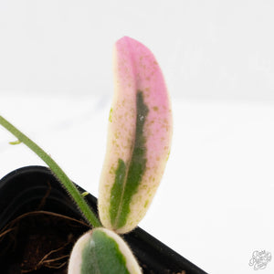 Hoya 'Lyi Prism' Pink Flower (wk27-E)