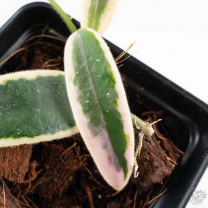 Hoya 'Lyi Prism' Pink Flower (wk27-E)