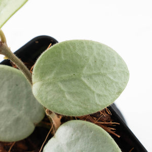 Hoya Mathilde Silver 'Grey Fairy' (wk31-V)