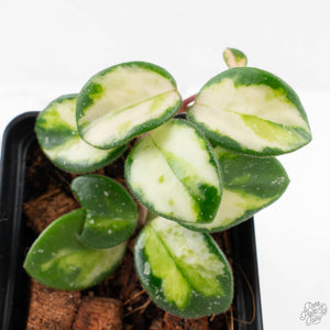 Hoya 'Mathilde' Inner Variegated' (wk27-C)