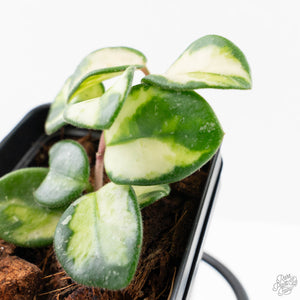 Hoya 'Mathilde' Inner Variegated' (wk27-C)