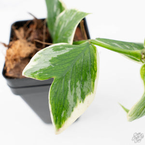 Hoya Polyneura Jasminka or Albomarginata Splash (wk21-H)