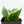 Hoya Polyneura Jasminka or Albomarginata Splash (wk23-C)