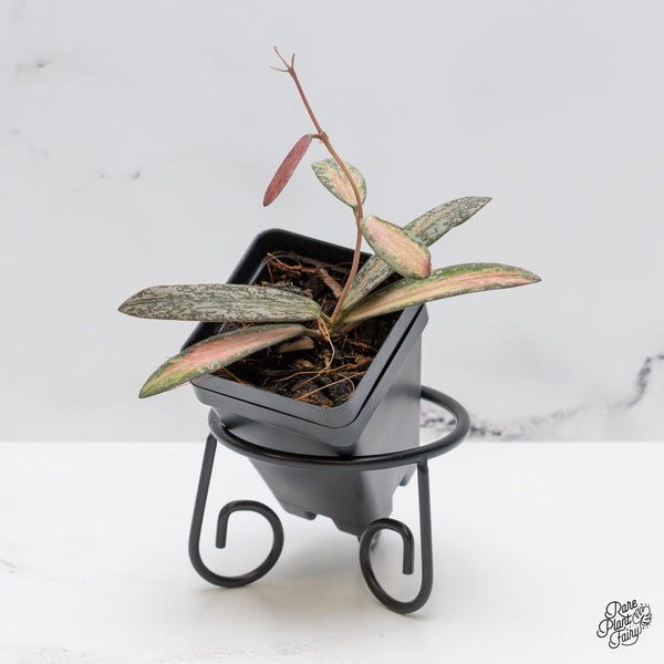 Hoya sigillatis inner variegated *Grower's Choice*