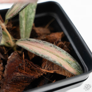 Hoya sigillatis inner variegated (wk42-L102)