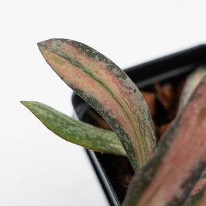 Hoya sigillatis inner variegated (wk42-L102)