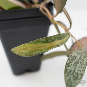 Hoya sigillatis inner variegated (wk42-L102)