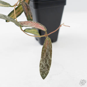 Hoya sigillatis inner variegated (wk42-L102)
