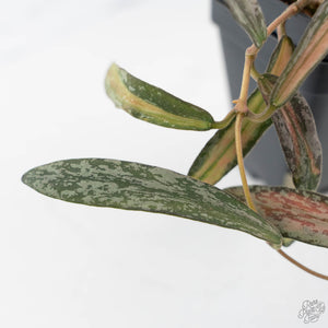 Hoya sigillatis inner variegated (wk42-L102)