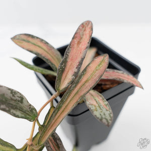 Hoya sigillatis inner variegated (wk42-L102)