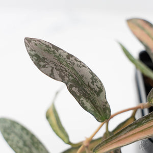 Hoya sigillatis inner variegated (wk42-L102)