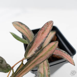 Hoya sigillatis inner variegated (wk42-L102)
