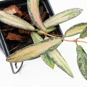 Hoya sigillatis inner variegated (wk35-L102)