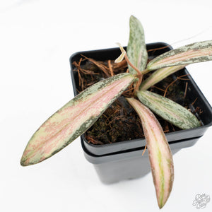 Hoya sigillatis inner variegated (wk19-J)