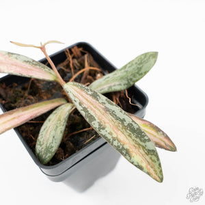 Hoya sigillatis inner variegated (wk19-J)