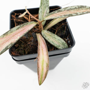 Hoya sigillatis inner variegated (wk19-J)