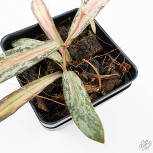 Hoya sigillatis inner variegated (wk19-J)