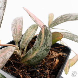 Hoya sigillatis inner variegated (wk27-F)