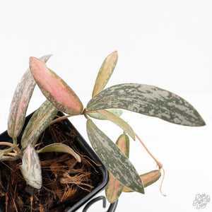Hoya sigillatis inner variegated (wk27-F)