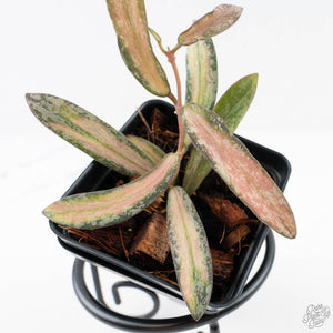 Hoya sigillatis inner variegated (wk28-B)