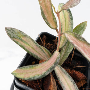 Hoya sigillatis inner variegated (wk28-B)