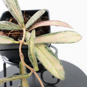 Hoya sigillatis inner variegated (wk30-K)