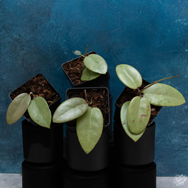 Hoya 'Silver Dollar' *Grower's Choice*