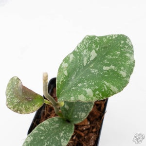 Hoya waymaniae 'Cloudy Sky' (wk21-J)