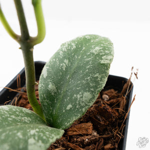 Hoya waymaniae 'Cloudy Sky' (wk21-J)