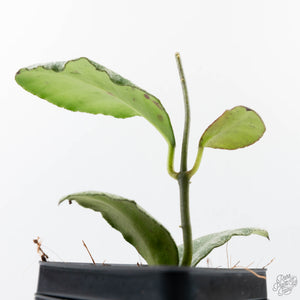 Hoya waymaniae 'Cloudy Sky' (wk21-J)