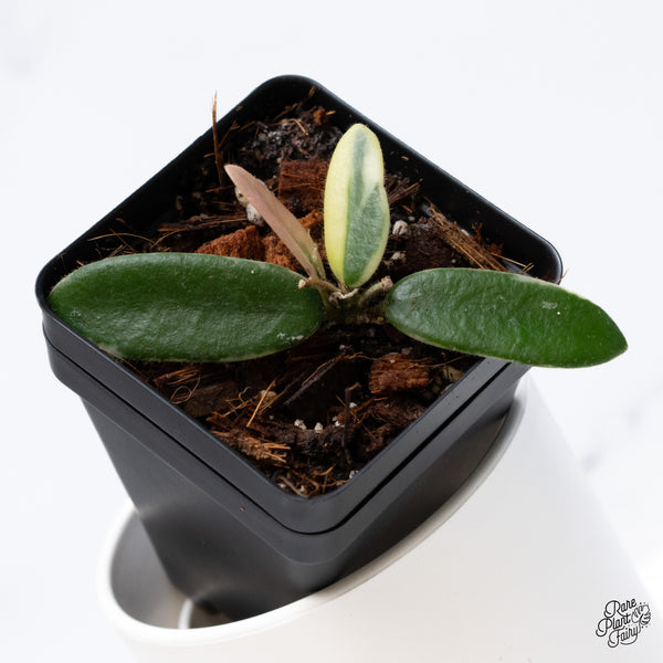 Hoya 'Lyi Prism' Pink Flower (wk36-B)