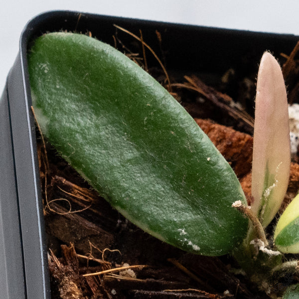 Hoya 'Lyi Prism' Pink Flower (wk36-B)