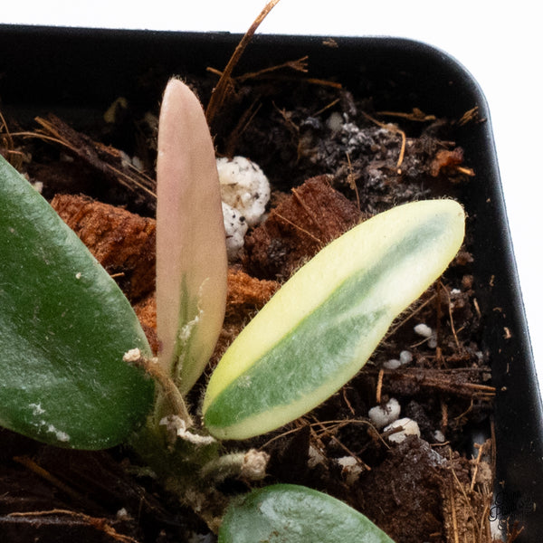 Hoya 'Lyi Prism' Pink Flower (wk36-B)
