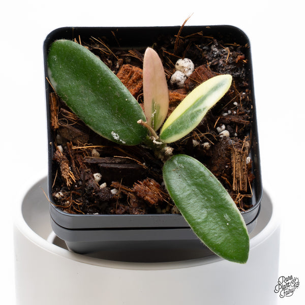 Hoya 'Lyi Prism' Pink Flower (wk36-B)