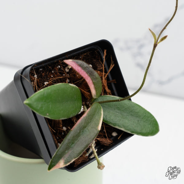 Hoya 'Lyi Prism' Pink Flower (wk37-B)